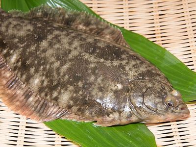 カレイ