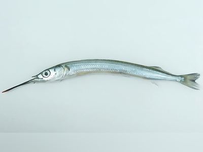 サヨリ